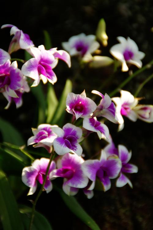 辰山植物园 花卉