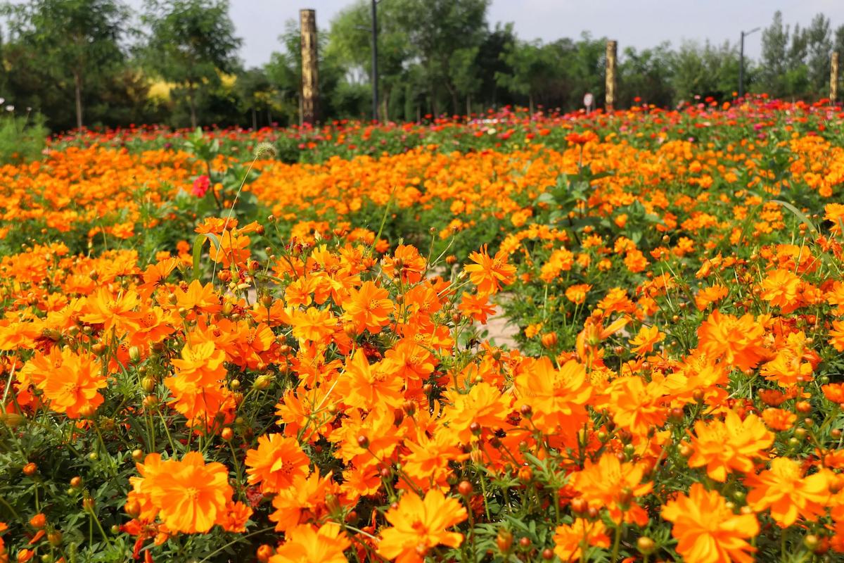 贵阳四季花种子生产基地 打造多彩景观的源动力