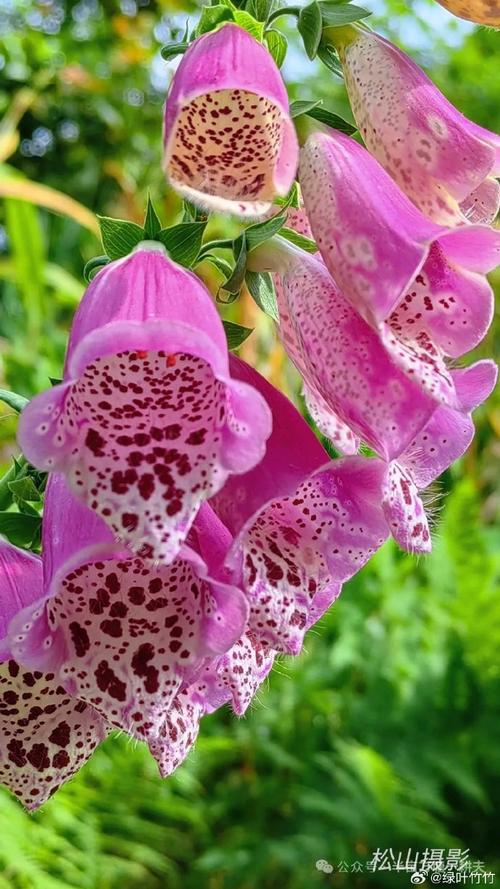 毛地黄 别名洋地黄，神秘的“狐狸手套”