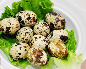 永年县施庄建创 专注优质土鸡蛋与鹌鹑蛋销售的食用农产品专家