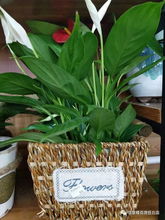 任丘信誉楼花卉苗木好物推荐 打造绿色生活新风尚