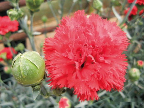 中国芯，中国花 苗木与切花产业开拓中国花卉行业新篇章