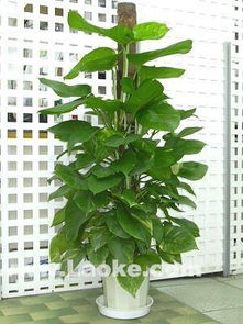 花卉临时租赁新体验 北京汇通花卉园艺服务中心的便捷服务